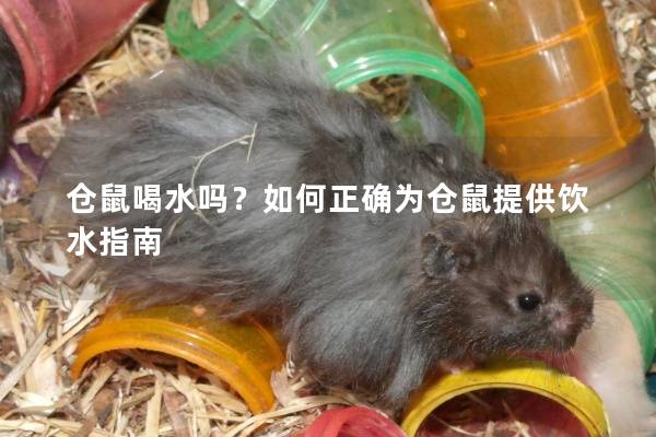 仓鼠喝水吗？如何正确为仓鼠提供饮水指南
