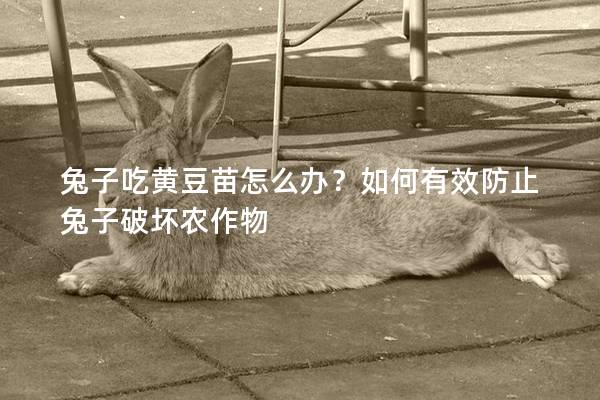 兔子吃黄豆苗怎么办？如何有效防止兔子破坏农作物