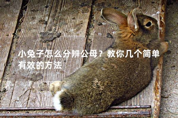 小兔子怎么分辨公母？教你几个简单有效的方法