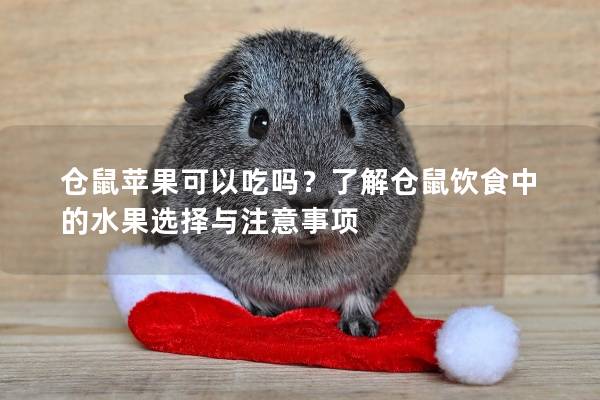 仓鼠苹果可以吃吗？了解仓鼠饮食中的水果选择与注意事项