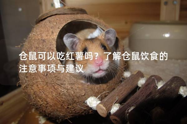 仓鼠可以吃红薯吗？了解仓鼠饮食的注意事项与建议