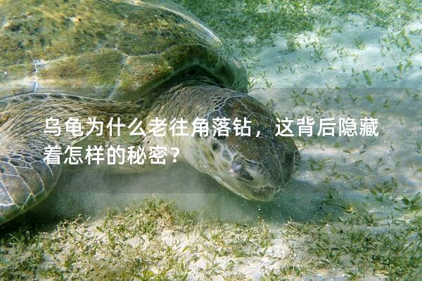 乌龟为什么老往角落钻，这背后隐藏着怎样的秘密？