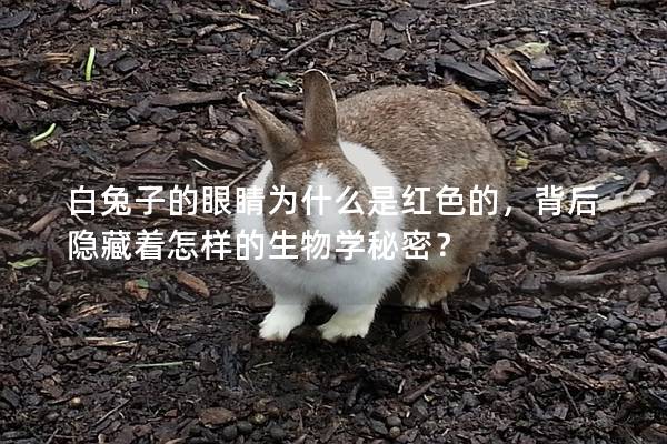 白兔子的眼睛为什么是红色的，背后隐藏着怎样的生物学秘密？