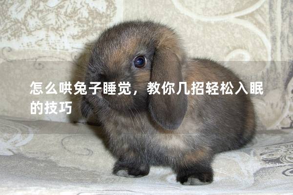 怎么哄兔子睡觉，教你几招轻松入眠的技巧