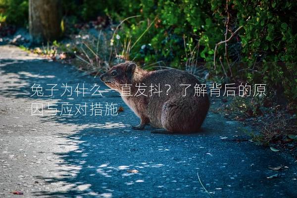 兔子为什么一直发抖？了解背后的原因与应对措施