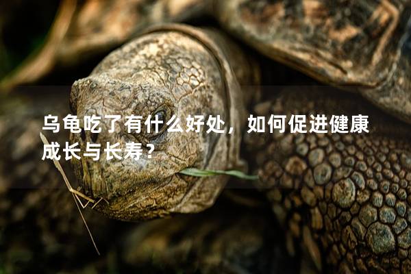 乌龟吃了有什么好处，如何促进健康成长与长寿？