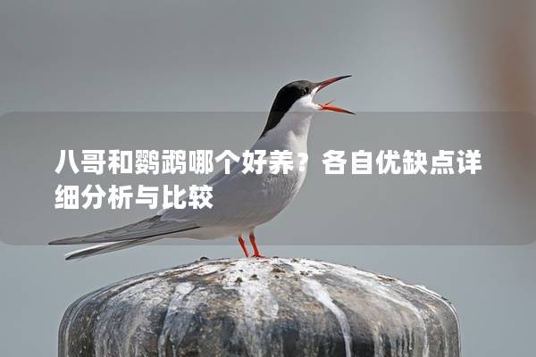 八哥和鹦鹉哪个好养？各自优缺点详细分析与比较
