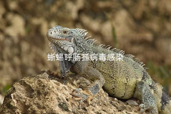 蜥蜴呼肠孤病毒感染