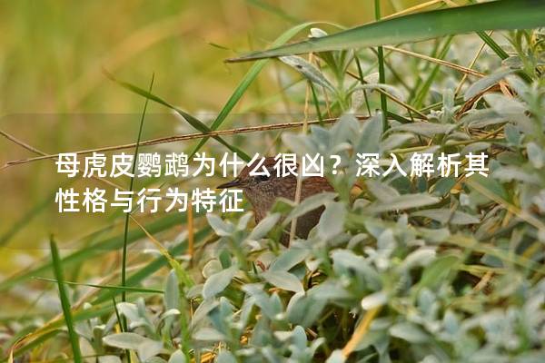 母虎皮鹦鹉为什么很凶？深入解析其性格与行为特征