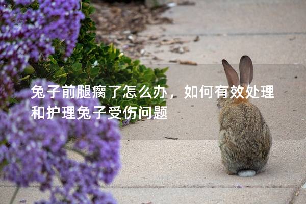兔子前腿瘸了怎么办，如何有效处理和护理兔子受伤问题