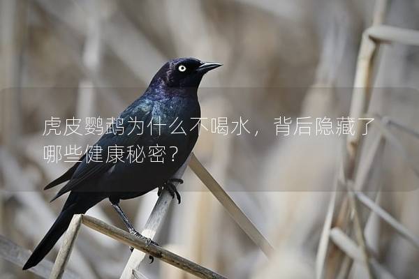 虎皮鹦鹉为什么不喝水，背后隐藏了哪些健康秘密？