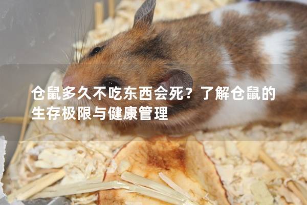 仓鼠多久不吃东西会死？了解仓鼠的生存极限与健康管理