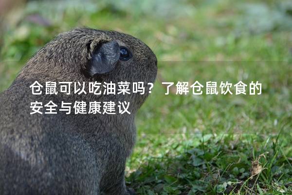 仓鼠可以吃油菜吗？了解仓鼠饮食的安全与健康建议