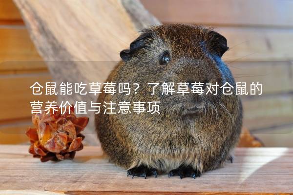 仓鼠能吃草莓吗？了解草莓对仓鼠的营养价值与注意事项