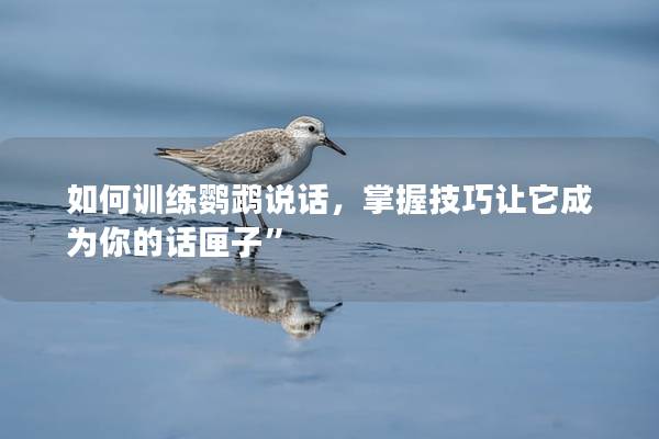 如何训练鹦鹉说话，掌握技巧让它成为你的话匣子”