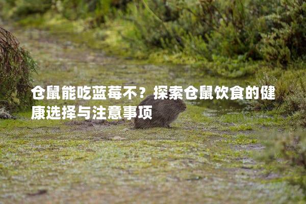 仓鼠能吃蓝莓不？探索仓鼠饮食的健康选择与注意事项
