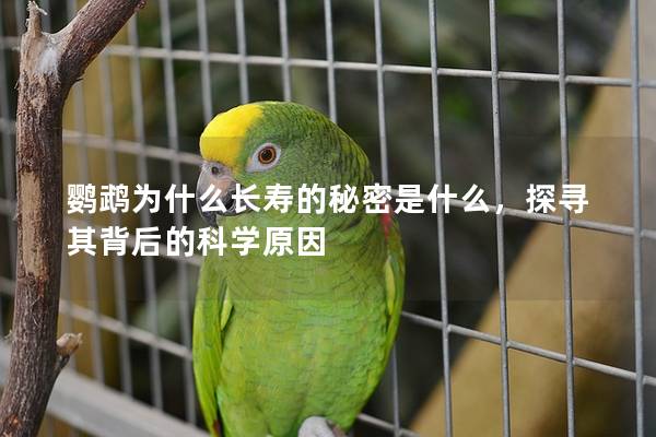鹦鹉为什么长寿的秘密是什么，探寻其背后的科学原因