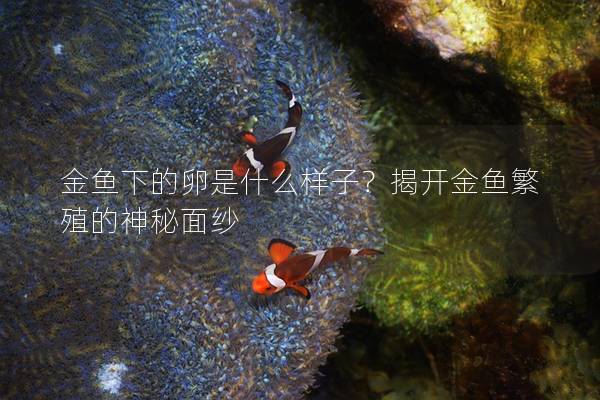 金鱼下的卵是什么样子？揭开金鱼繁殖的神秘面纱