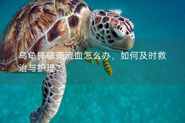 乌龟摔破壳流血怎么办，如何及时救治与护理？