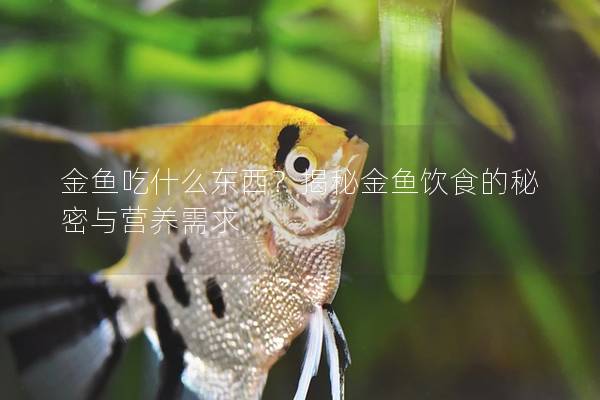 金鱼吃什么东西？揭秘金鱼饮食的秘密与营养需求
