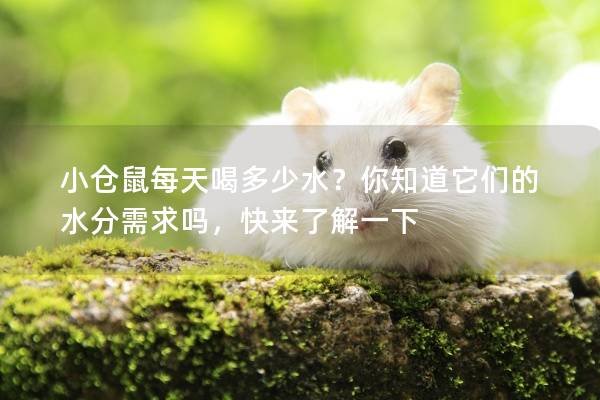 小仓鼠每天喝多少水？你知道它们的水分需求吗，快来了解一下