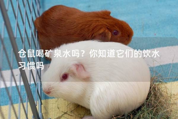 仓鼠喝矿泉水吗？你知道它们的饮水习惯吗