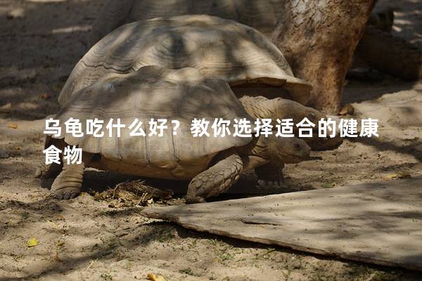 乌龟吃什么好？教你选择适合的健康食物