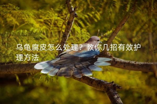 乌龟腐皮怎么处理？教你几招有效护理方法