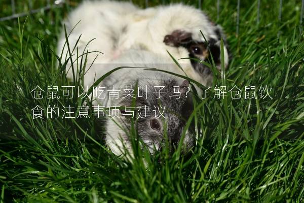 仓鼠可以吃青菜叶子吗？了解仓鼠饮食的注意事项与建议