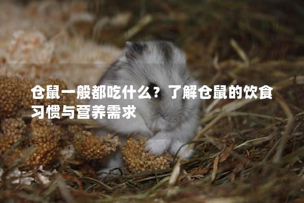 仓鼠一般都吃什么？了解仓鼠的饮食习惯与营养需求