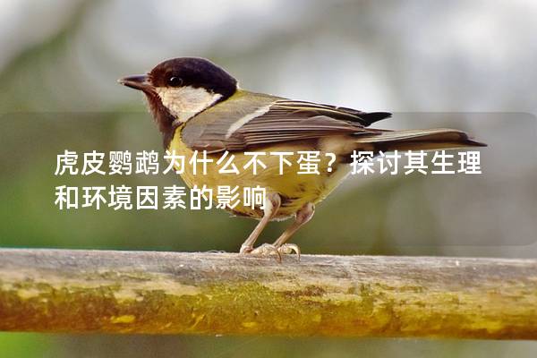 虎皮鹦鹉为什么不下蛋？探讨其生理和环境因素的影响