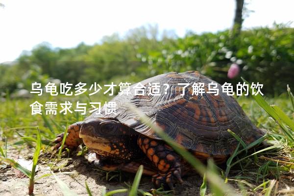 乌龟吃多少才算合适？了解乌龟的饮食需求与习惯