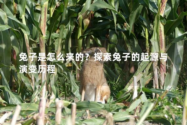 兔子是怎么来的？探索兔子的起源与演变历程