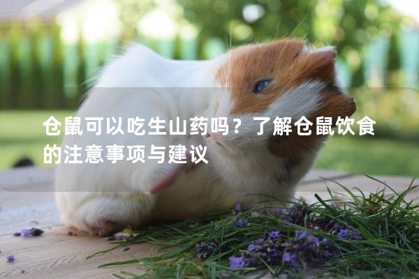 仓鼠可以吃生山药吗？了解仓鼠饮食的注意事项与建议