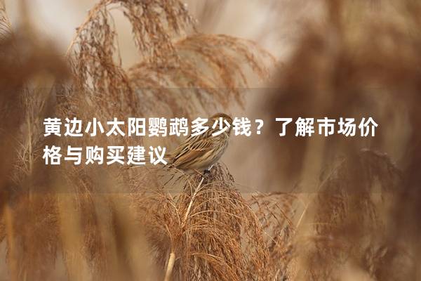 黄边小太阳鹦鹉多少钱？了解市场价格与购买建议