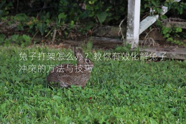 兔子打架怎么办？教你有效化解兔子冲突的方法与技巧