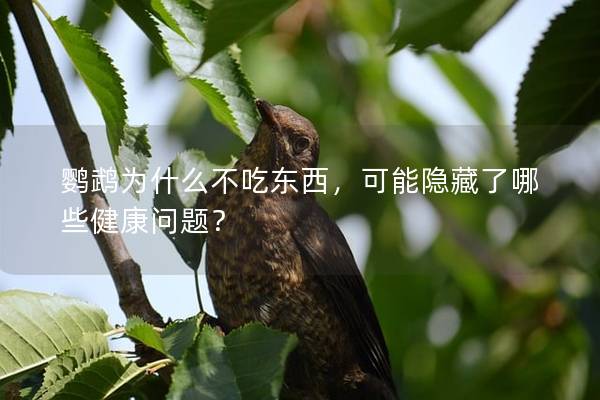 鹦鹉为什么不吃东西，可能隐藏了哪些健康问题？