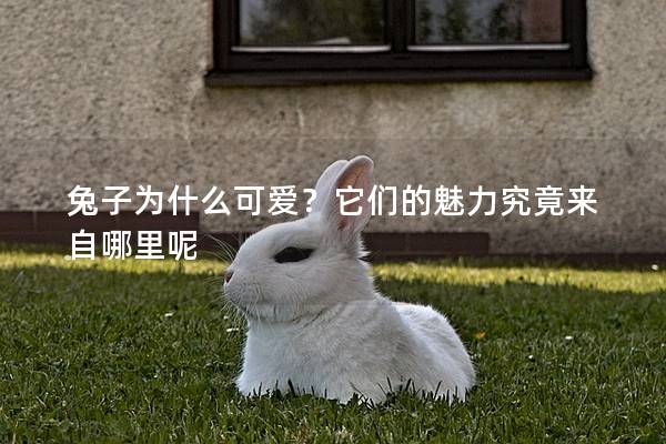 兔子为什么可爱？它们的魅力究竟来自哪里呢