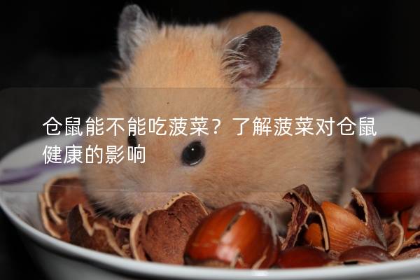 仓鼠能不能吃菠菜？了解菠菜对仓鼠健康的影响