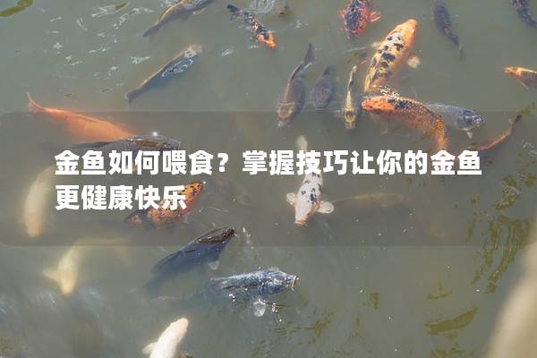 金鱼如何喂食？掌握技巧让你的金鱼更健康快乐
