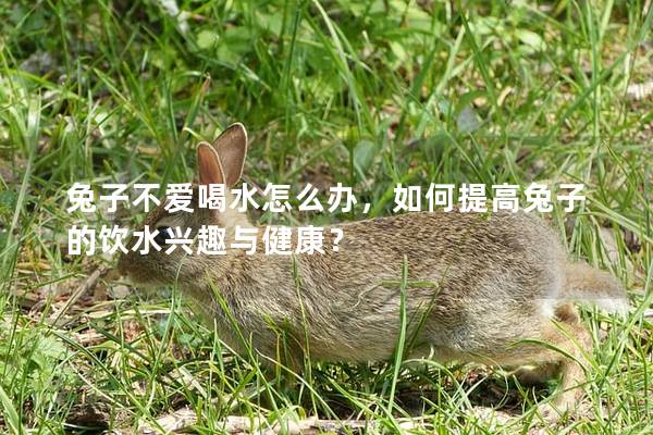兔子不爱喝水怎么办，如何提高兔子的饮水兴趣与健康？