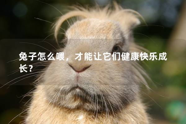 兔子怎么喂，才能让它们健康快乐成长？