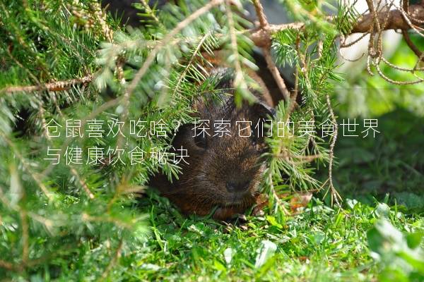 仓鼠喜欢吃啥？探索它们的美食世界与健康饮食秘诀