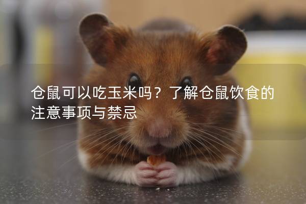 仓鼠可以吃玉米吗？了解仓鼠饮食的注意事项与禁忌