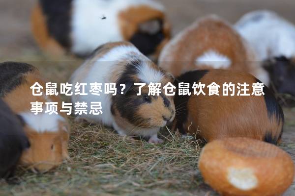 仓鼠吃红枣吗？了解仓鼠饮食的注意事项与禁忌