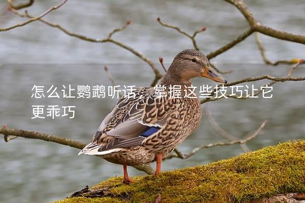 怎么让鹦鹉听话，掌握这些技巧让它更乖巧