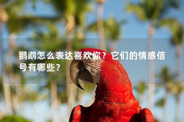 鹦鹉怎么表达喜欢你？它们的情感信号有哪些？