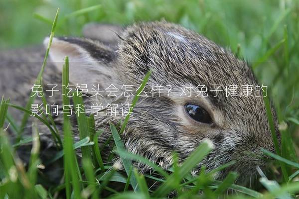 兔子吃馒头会怎么样？对兔子健康的影响与科学解读