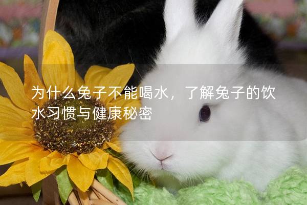 为什么兔子不能喝水，了解兔子的饮水习惯与健康秘密
