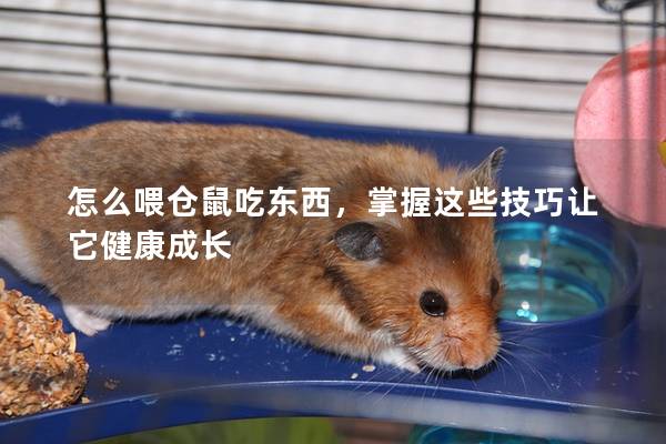 怎么喂仓鼠吃东西，掌握这些技巧让它健康成长